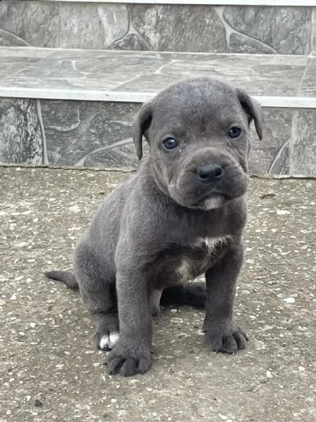 cane corso cuccioli in vendita | Foto 1