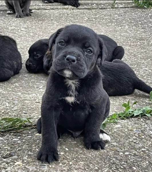 cane corso cuccioli in vendita | Foto 0
