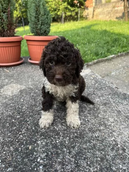 lagotto romagnolo cuccioli | Foto 6