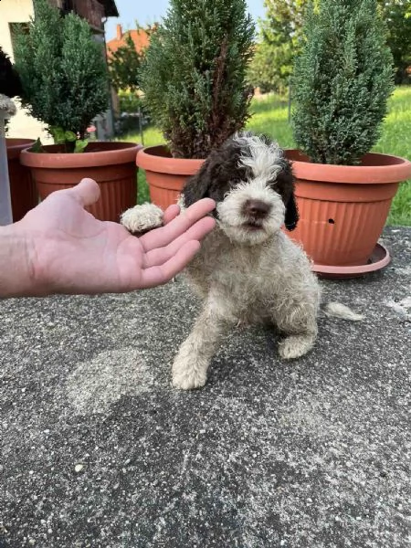 lagotto romagnolo cuccioli | Foto 5