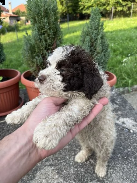 lagotto romagnolo cuccioli | Foto 4