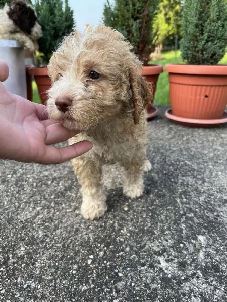 lagotto romagnolo cuccioli | Foto 3