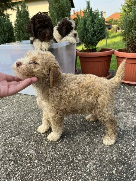 lagotto romagnolo cuccioli | Foto 2