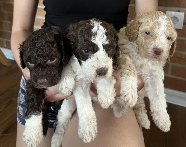 lagotto romagnolo cuccioli