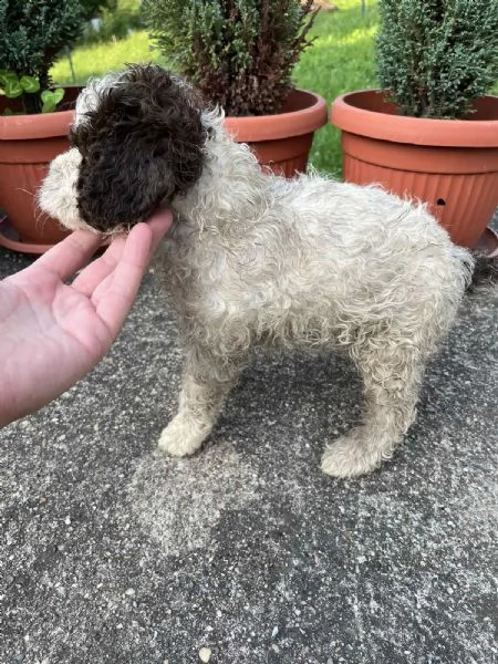 lagotto romagnolo cuccioli | Foto 1