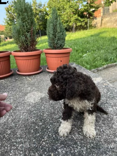 lagotto romagnolo cuccioli | Foto 0
