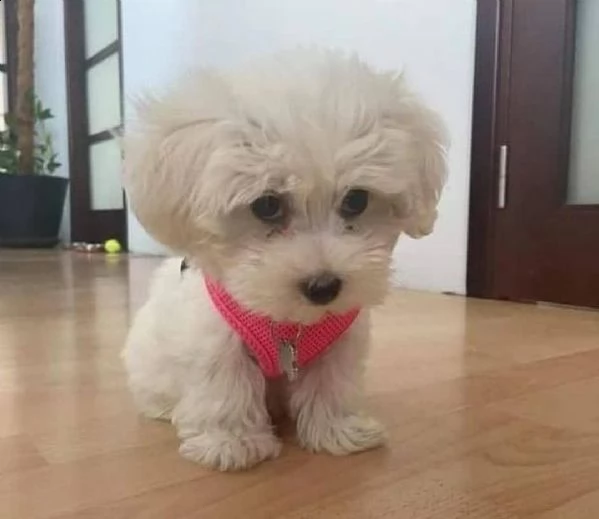 regalo maltese cuccioli meravigliosi  
