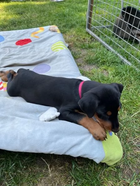 simpatici cuccioli di pinscher tedesco dalla famiglia amorevole | Foto 1