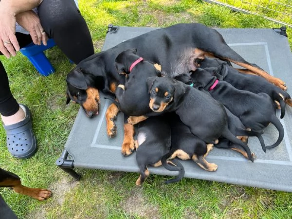 simpatici cuccioli di pinscher tedesco dalla famiglia amorevole | Foto 0