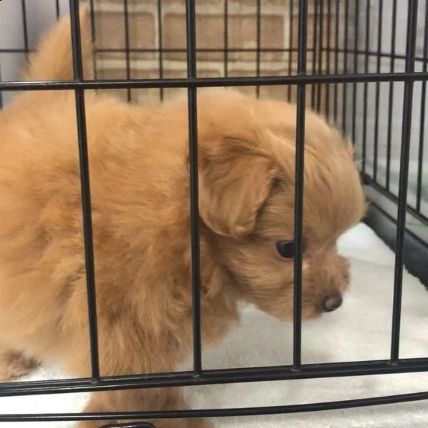 regalo cuccioli di barboncino