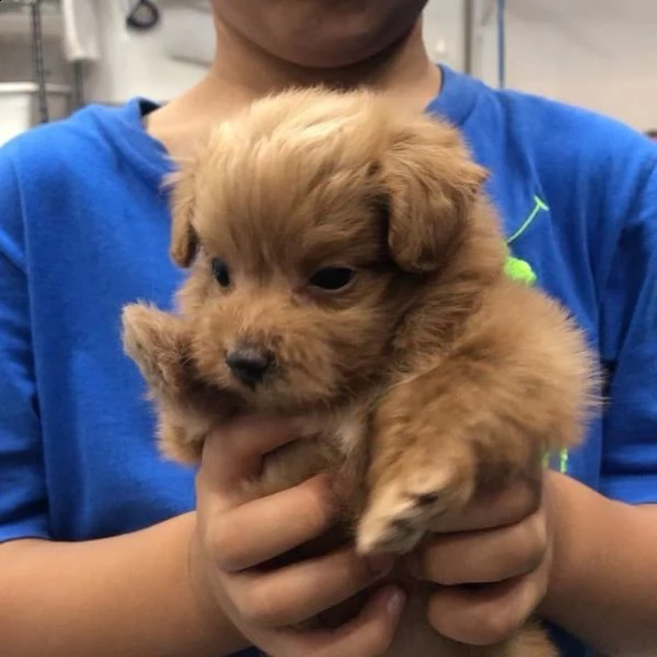 regalo cuccioli di barboncino | Foto 1
