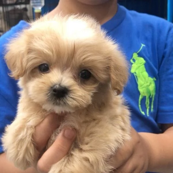 regalo cuccioli di barboncino | Foto 0