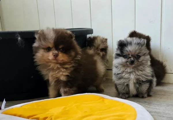 cuccioli di pomerania chocolatemerletan e blue merle | Foto 3
