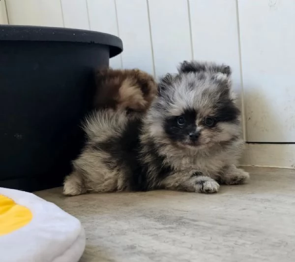 cuccioli di pomerania chocolatemerletan e blue merle | Foto 2