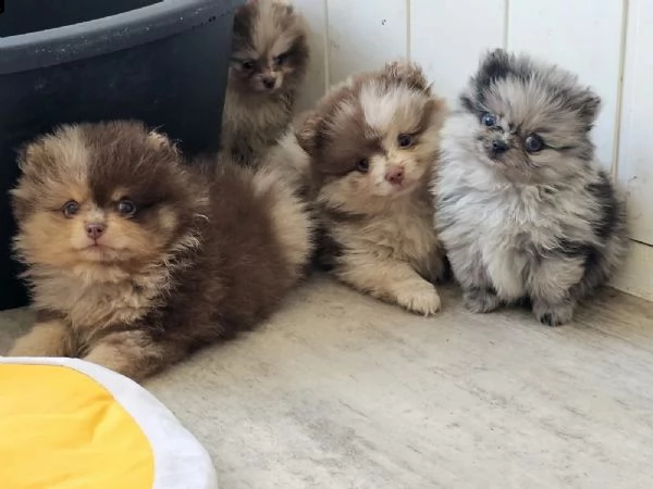 cuccioli di pomerania chocolatemerletan e blue merle | Foto 1