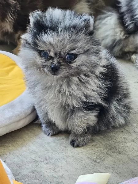cuccioli di pomerania chocolatemerletan e blue merle | Foto 0