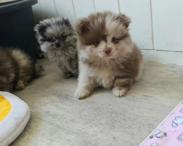 cuccioli di pomerania chocolatemerletan e blue merle