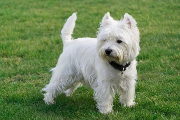  regalo adorabili cuccioli  west highland terrier bianco  femminucce e maschietti gratuita i cucciol