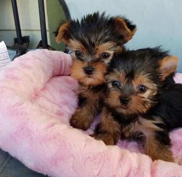   regalo yorkshire cuccioli meravigliosi  