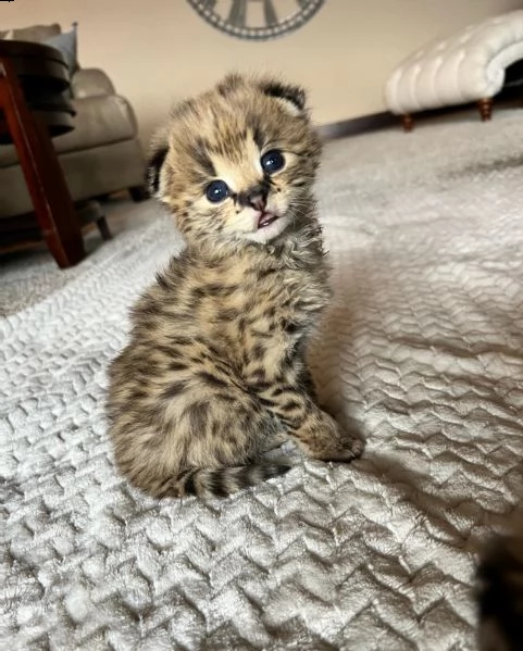    savannah gattini serval e caracal di 4 settimane