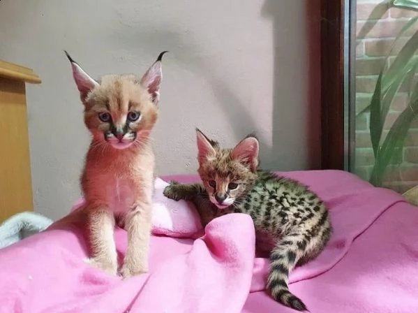    savannah gattini serval e caracal di 4 settimane | Foto 0