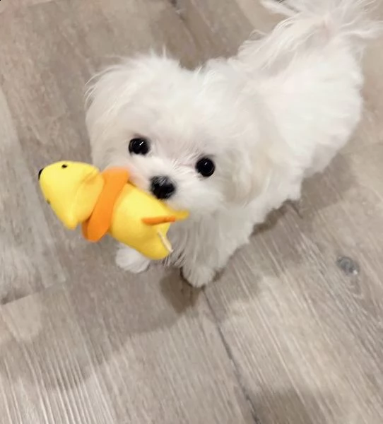 sono maltese purosangue 393509706299