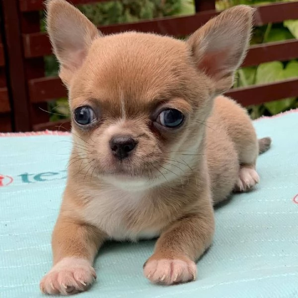 cuccioli di chihuahua maschio e femmina per amanti degli animali