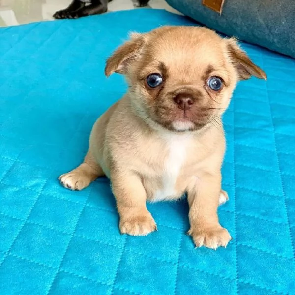 cuccioli di chihuahua molto piccoli da tegrave ora disponibili
