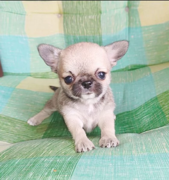 inestimabile cucciolo di chihuahua con pedigree pronto per ladozione