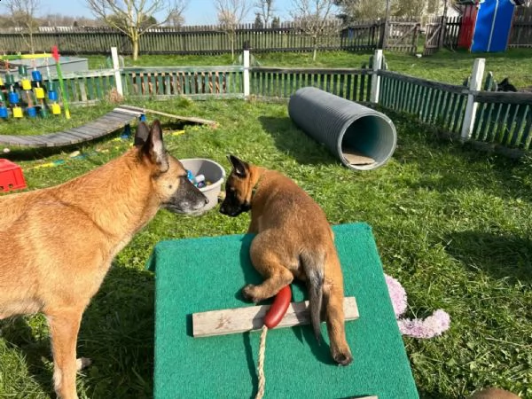 cuccioli pastore belga malinois maschio e femmina | Foto 2