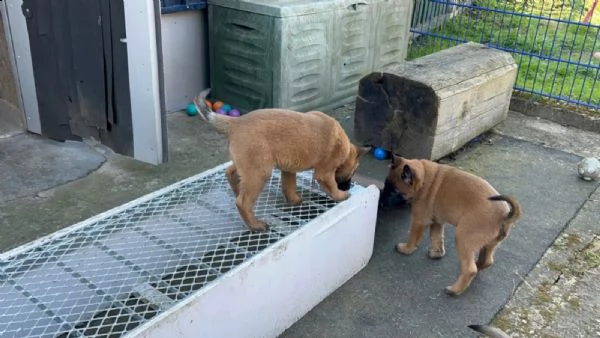 cuccioli pastore belga malinois maschio e femmina | Foto 0