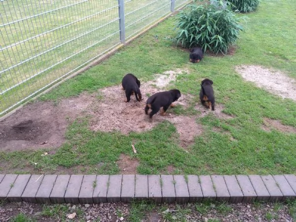 cuccioli di rottweiler maschi e femmine cuccioli di rottweiler | Foto 2