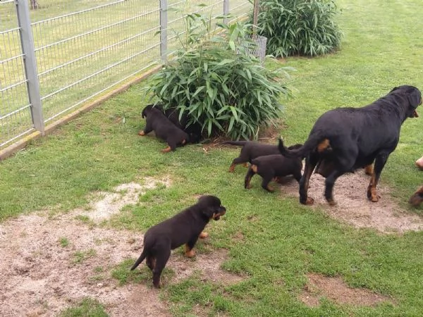 cuccioli di rottweiler maschi e femmine cuccioli di rottweiler | Foto 1