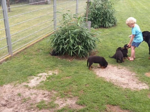 cuccioli di rottweiler maschi e femmine cuccioli di rottweiler | Foto 0