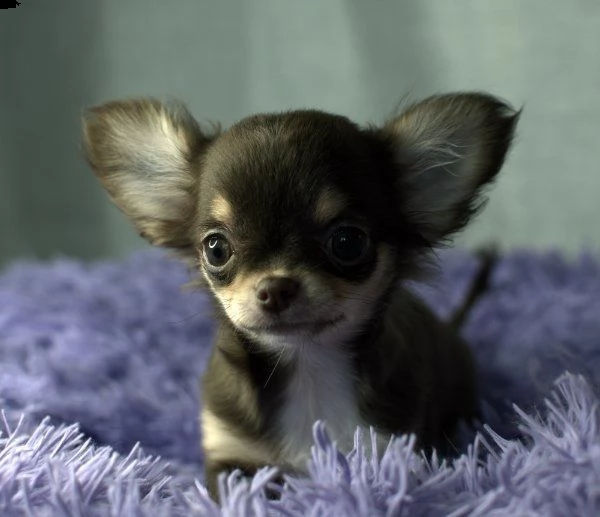 chihuahua mini  chocolate