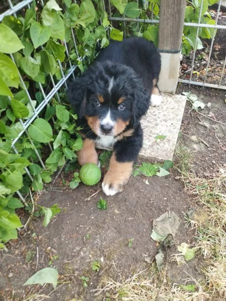 meravigliosi cuccioli di bovaro del bernese | Foto 2