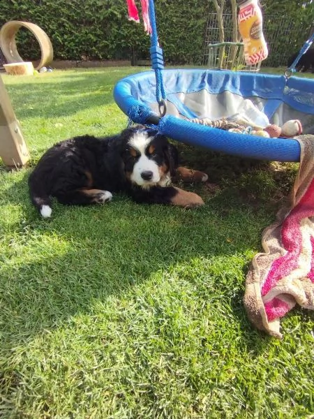 meravigliosi cuccioli di bovaro del bernese | Foto 1