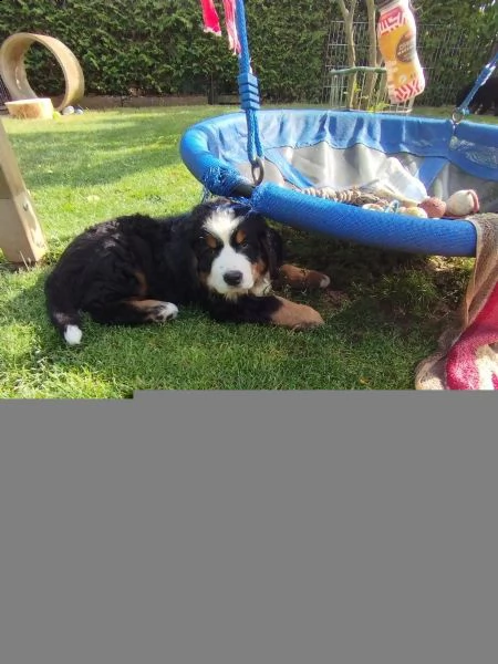 meravigliosi cuccioli di bovaro del bernese | Foto 0