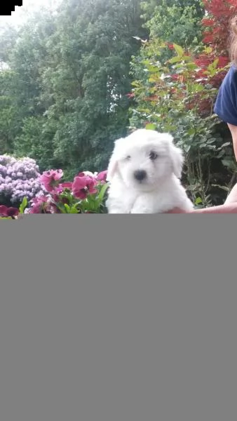 cuccioli di coton de tulear meravigliosi  in disponibilit  | Foto 2