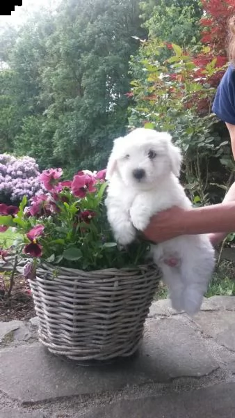 cuccioli di coton de tulear meravigliosi  in disponibilit  | Foto 1