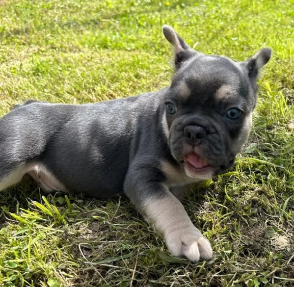 il principe bulldog francese in blumarrone cerca nuovo personale | Foto 1