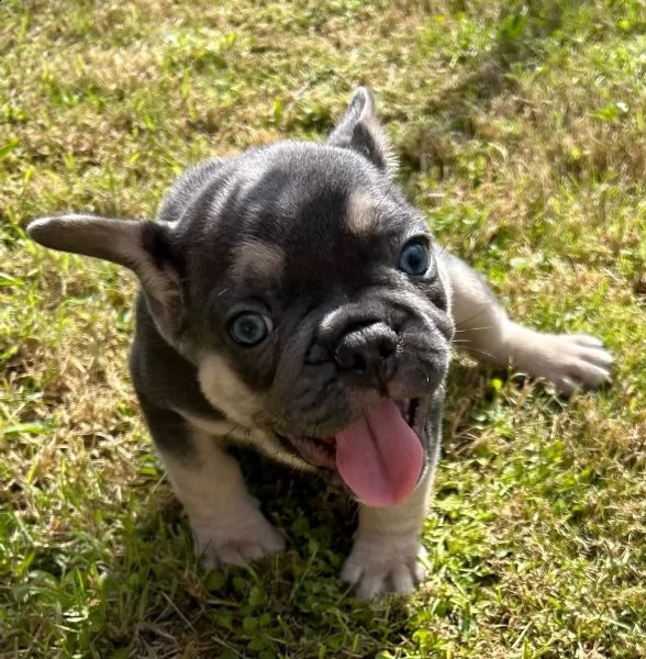 il principe bulldog francese in blumarrone cerca nuovo personale | Foto 0