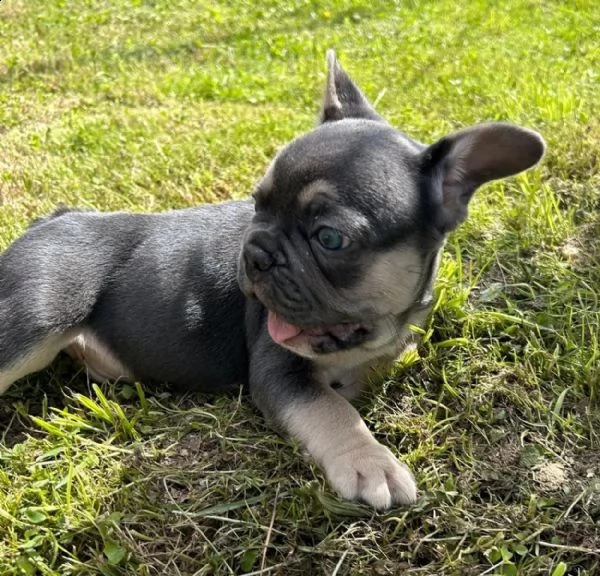 il principe bulldog francese in blumarrone cerca nuovo personale