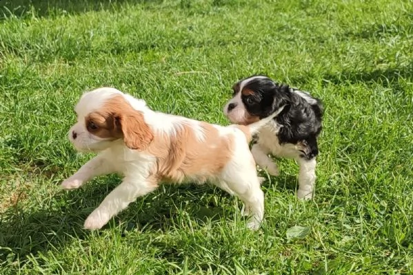 cuccioli di cavalier king charles addestrati a casa in cerca di genitori adottivi | Foto 2