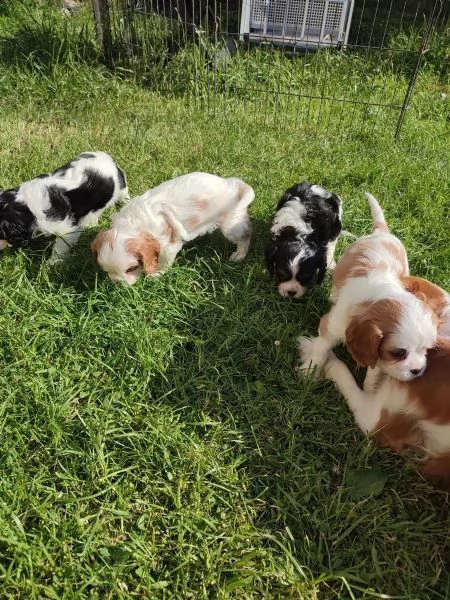 cuccioli di cavalier king charles addestrati a casa in cerca di genitori adottivi | Foto 1