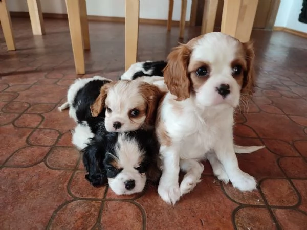 cuccioli di cavalier king charles addestrati a casa in cerca di genitori adottivi | Foto 0