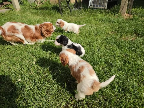 cuccioli di cavalier king charles addestrati a casa in cerca di genitori adottivi