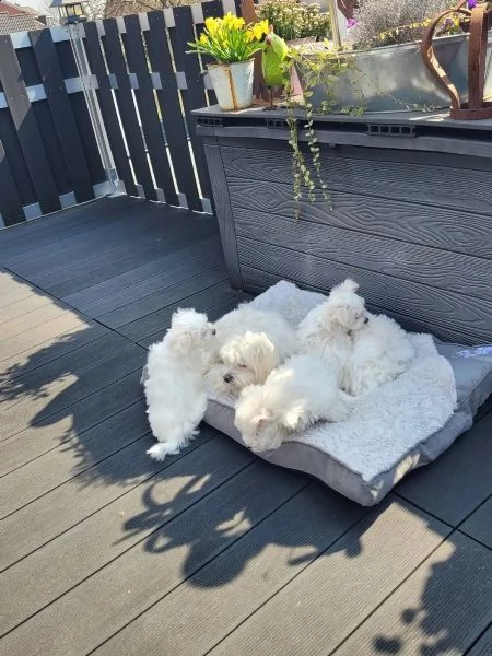 dolcissimi cuccioli maltesi di 13 settimane in cerca di nuova casa | Foto 2
