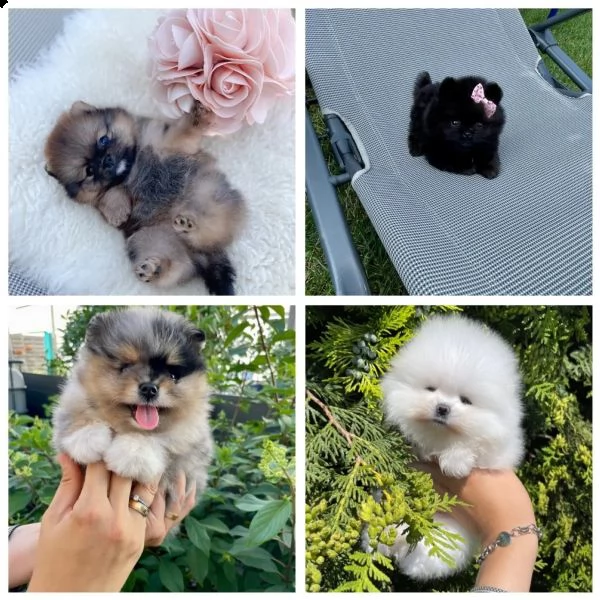 fantastici cuccioli di razza pura pomerania | Foto 3