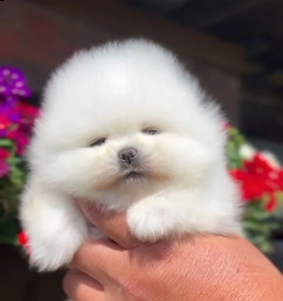 fantastici cuccioli di razza pura pomerania | Foto 2